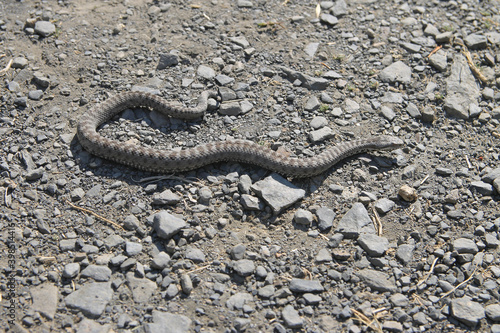 A specimen of Vipera seoanei observed in Leon (Spain). Is a venomous viper species endemic to extreme southwestern France and the northern regions of Spain and Portugal.