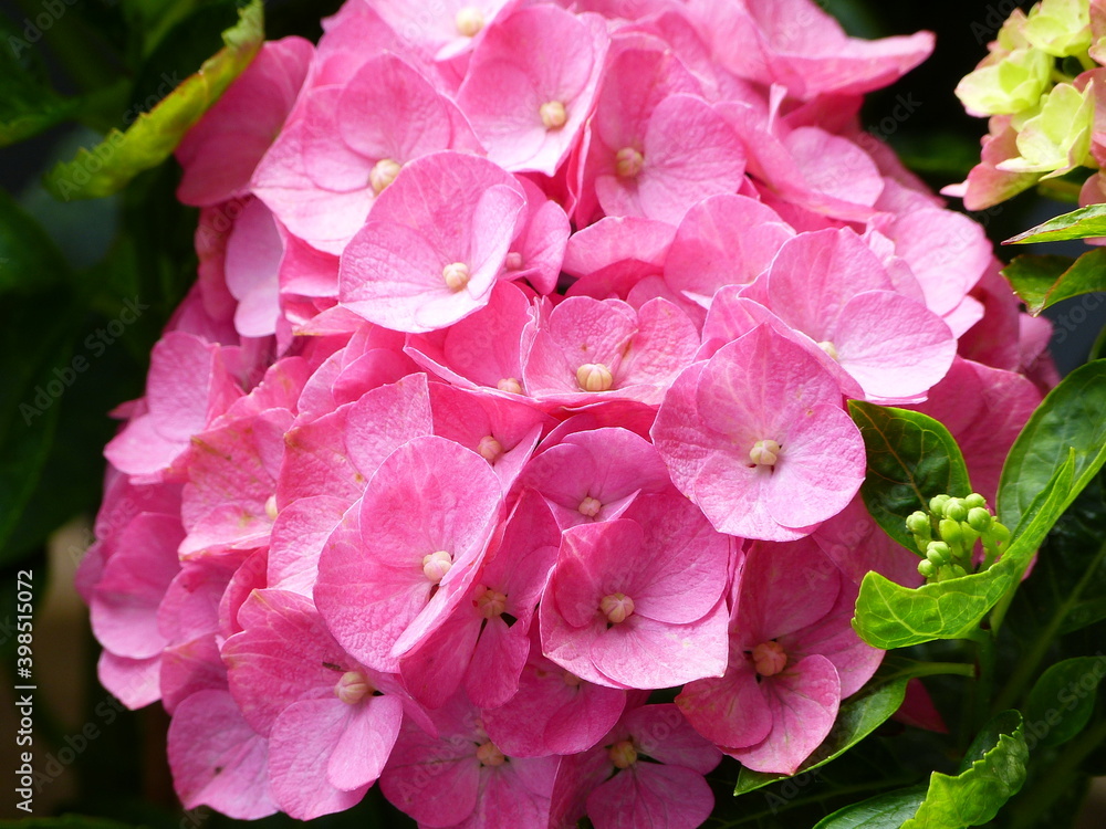 Hortensienblüte in kräftigem rosa Hortensienblüte in kräftigem rosa