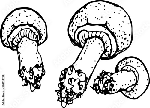 Mushrooms mushroom menu .Graphic illustration hand drawn. Seamless pattern. Engraving, doodle, sketch, retro, vintage. Separate elements on the background. Edible mushrooms, boletus, chanterelles, rus