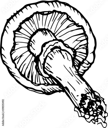 Mushrooms mushroom menu .Graphic illustration hand drawn. Seamless pattern. Engraving, doodle, sketch, retro, vintage. Separate elements on the background. Edible mushrooms, boletus, chanterelles, rus
