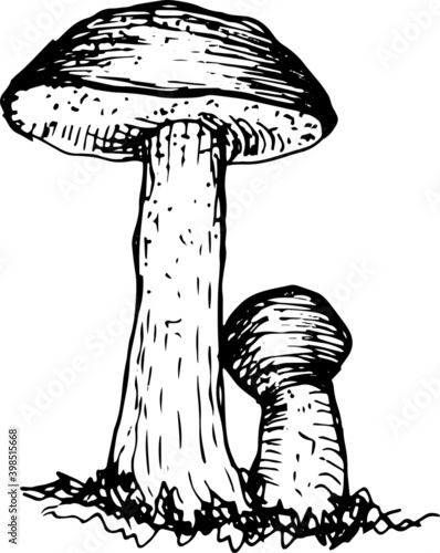 Mushrooms mushroom menu .Graphic illustration hand drawn. Seamless pattern. Engraving, doodle, sketch, retro, vintage. Separate elements on the background. Edible mushrooms, boletus, chanterelles, rus