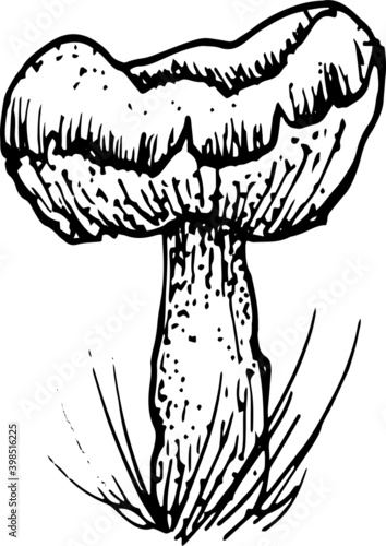 Mushrooms mushroom menu .Graphic illustration hand drawn. Seamless pattern. Engraving, doodle, sketch, retro, vintage. Separate elements on the background. Edible mushrooms, boletus, chanterelles, rus