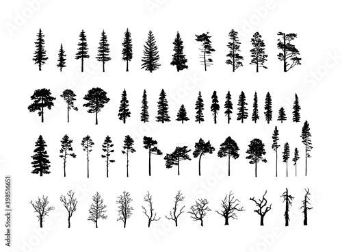 Vászonkép Set of tree silhouettes of different types and shapes isolated on white background