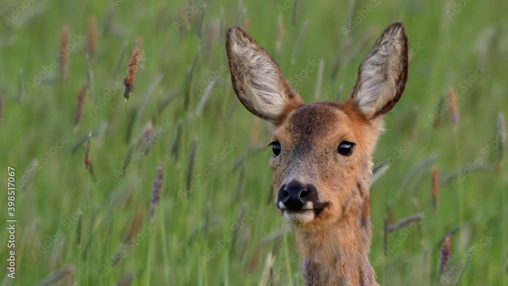 Young roe deer in grass, Compton Abbas, Dorset, UK Young roe deer in grass, Compton Abbas, Dorset, UK