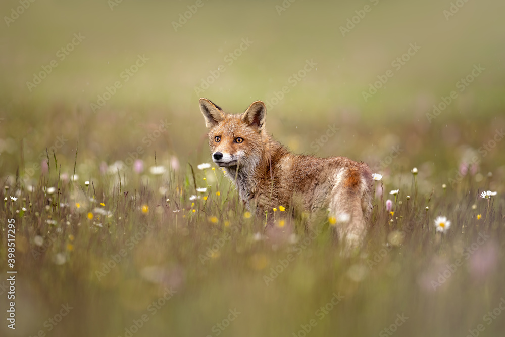Red fox on flowers covered meadow during grey rainy day. The wet animal ...