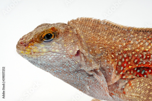 Hispaniolan curlytail lizard // Schreibers Glattkopfleguan (Leiocephalus schreibersii) photo