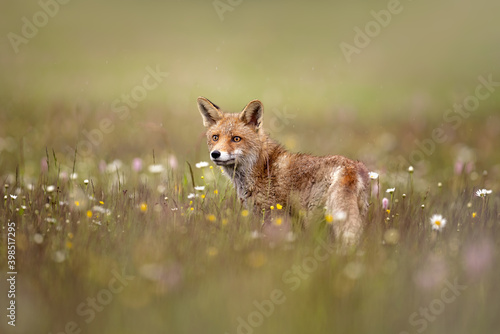 Fotobehang Red fox on flowers covered meadow during grey rainy day