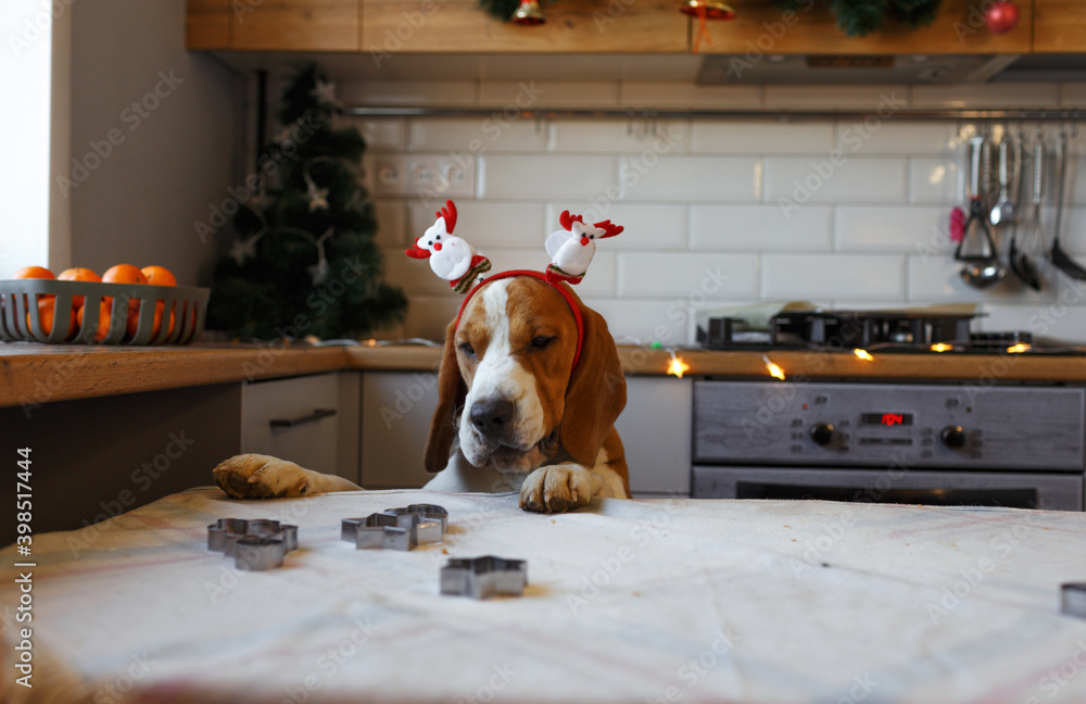 a Beagle dog with Christmas decorations on its head stands on its hind legs in the kitchen waiting for a treat.