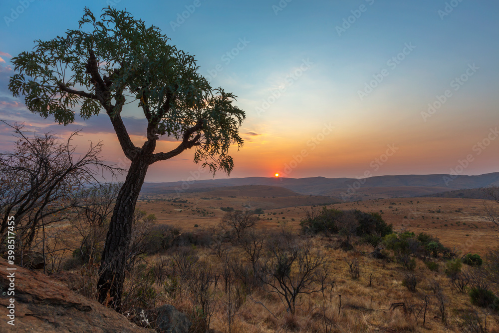 Sunrise behind mountain cabbage tree