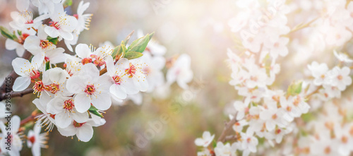 Spring light background with cherry blossoms, panorama