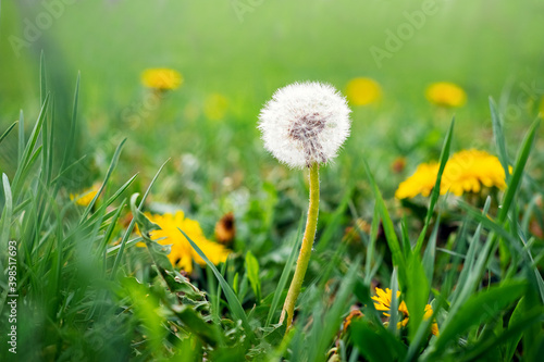 White dandelion in a field among the grass