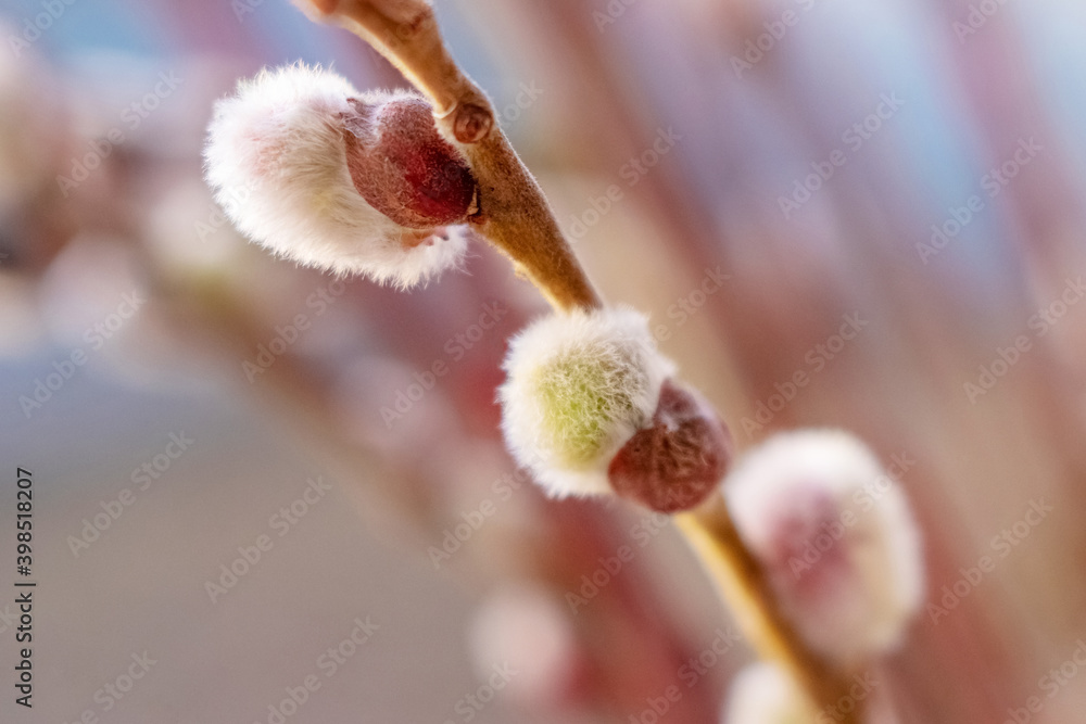 Willow branches with fluffy catkins close up on a blurred background Willow branches with fluffy catkins close up on a blurred background