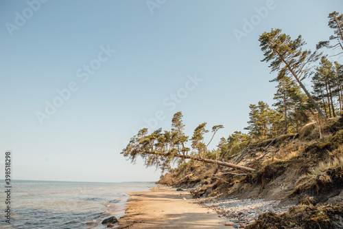 climate change. Washed sea shore after a storm. On a sunny spring day, Latvia, Jurkalne, Labrags. Tree make sure across the beach photo