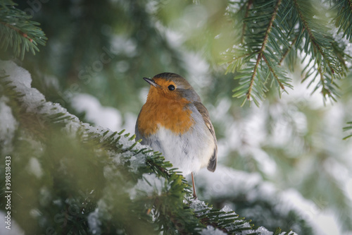 robin on a fir branch with snow © Marc Andreu