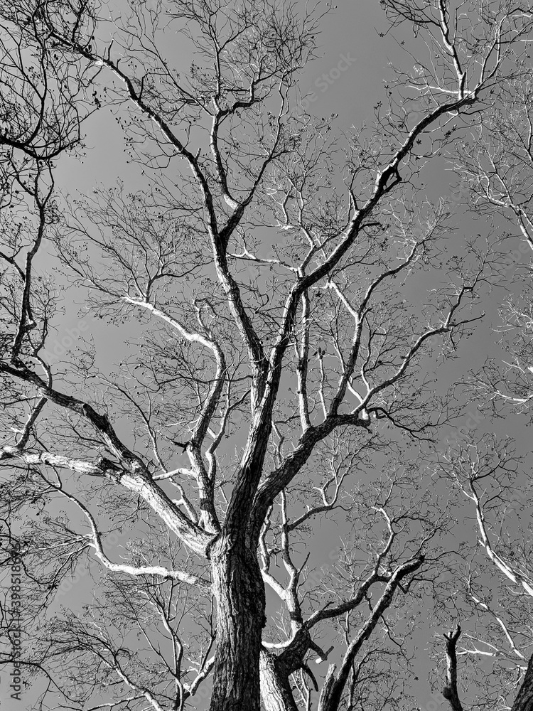 Fototapeta tree with many leafless branches