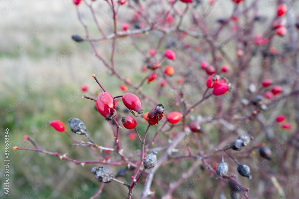 diversity of vegetation in the cold winter diversity of vegetation in the cold winter