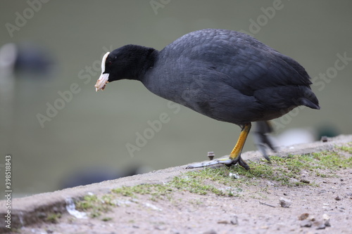 Coot on the shore