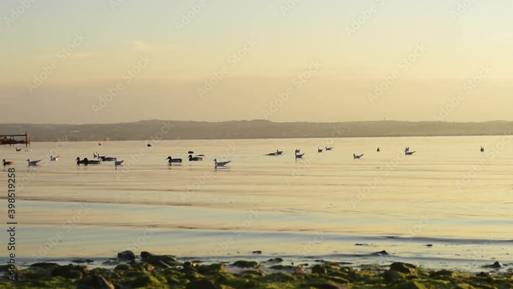 Wild birds swimming on the sea surface at sunset. Wild birds swimming on the sea surface at sunset.
