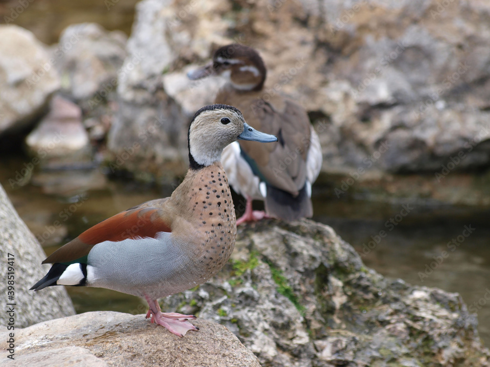 (Callonetta leucophrys) Canard à collier noir ou sarcelle à collier