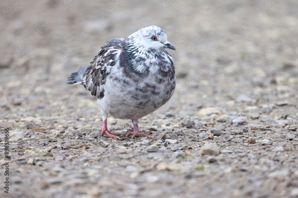 Fototapeta premium The pigeon stands on the ground
