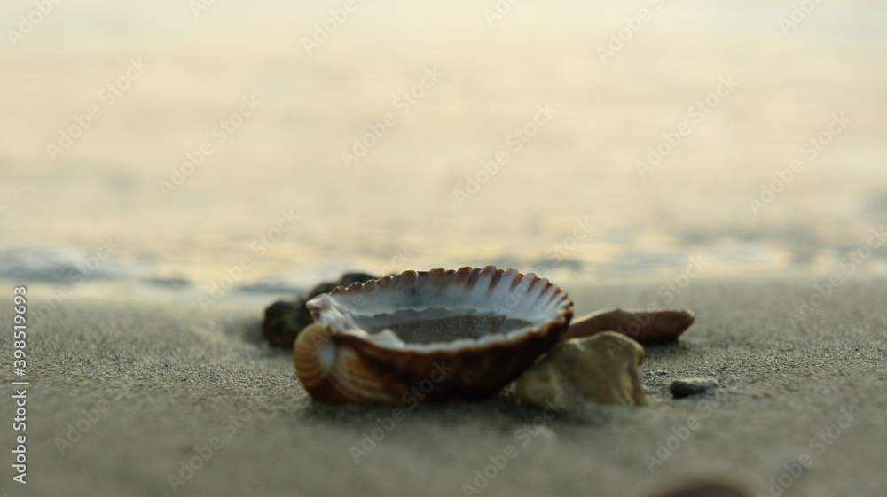 Athens, Greece November 28th, a Seashell in the sand during sunset Athens, Greece November 28th, a Seashell in the sand during sunset