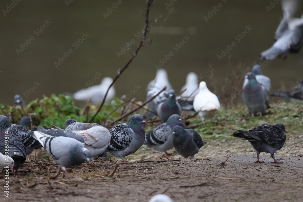 Fototapeta premium A group of birds on the lake shore