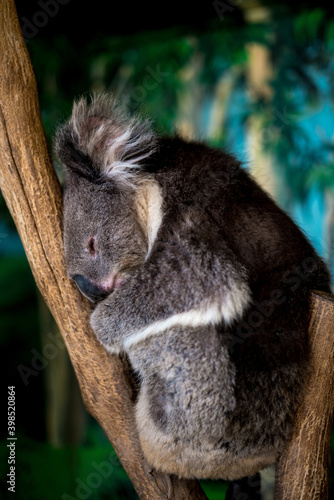 Canvas Print Vertical closeup shot of a sleeping koala at the zoo
