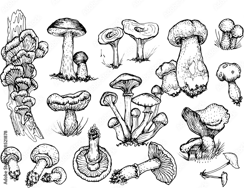Mushrooms mushroom menu .Graphic illustration hand drawn. Seamless pattern. Engraving, doodle, sketch, retro, vintage. Separate elements on the background. Edible mushrooms, boletus, chanterelles, rus Mushrooms mushroom menu .Graphic illustration hand drawn. Seamless pattern. Engraving, doodle, sketch, retro, vintage. Separate elements on the background. Edible mushrooms, boletus, chanterelles, rus