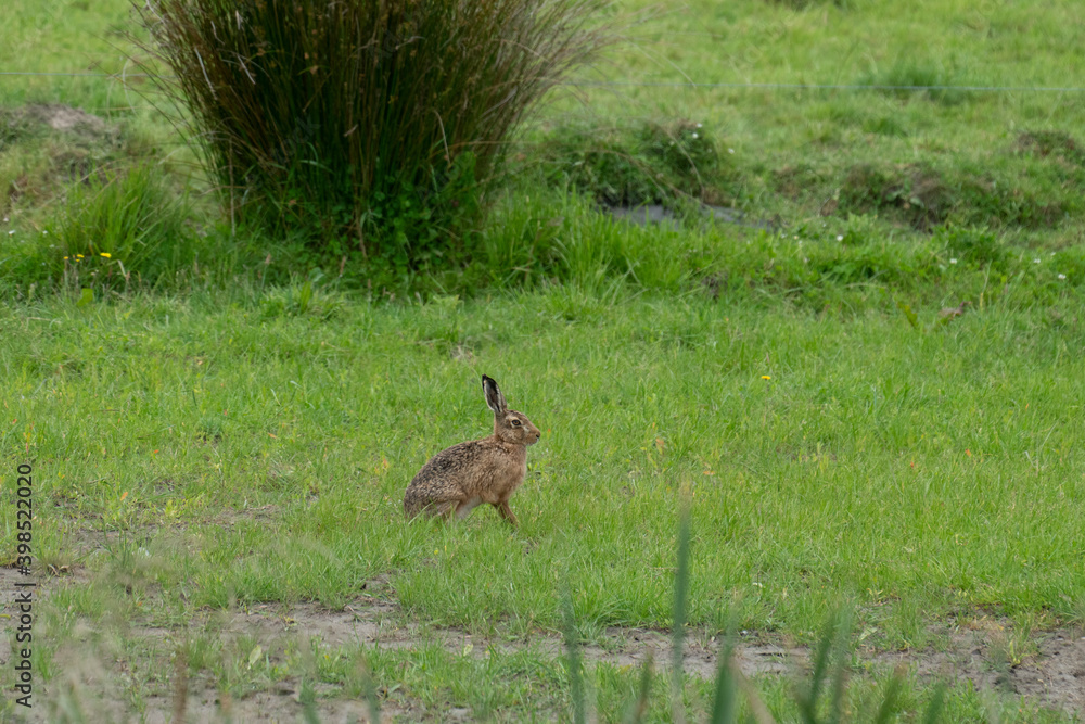 Brown hare stationery and alert in field Brown hare stationery and alert in field