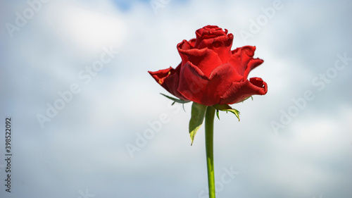 The only rose with the sky in the background. Single red rose. Red roses in hand, sent roses represent love on Valentine's Day.