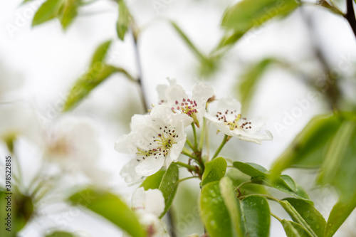 pear tree blooming in spring with white flowers, close-up, tinted image, spring flowers selective focus