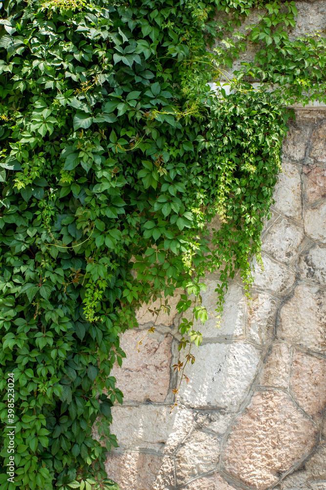 Ivy creeper of growing on a rock Ivy creeper of growing on a rock