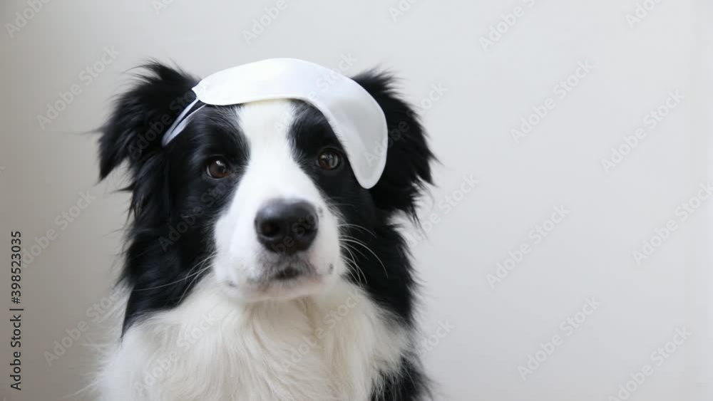 Do not disturb me, let me sleep. Funny cute smiling puppy dog border collie with sleeping eye mask isolated on white background. Rest, good night, siesta, insomnia, relaxation, tired, travel concept Do not disturb me, let me sleep. Funny cute smiling puppy dog border collie with sleeping eye mask isolated on white background. Rest, good night, siesta, insomnia, relaxation, tired, travel concept
