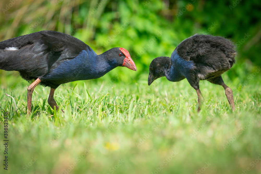 Pukeko adult and young
on grass at Travis Wetland Christchurch Pukeko adult and young
on grass at Travis Wetland Christchurch