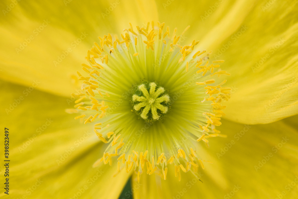Yellow flower in macro closeup