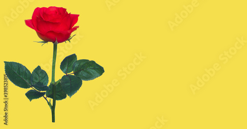 Single beautiful red rose on yellow background.