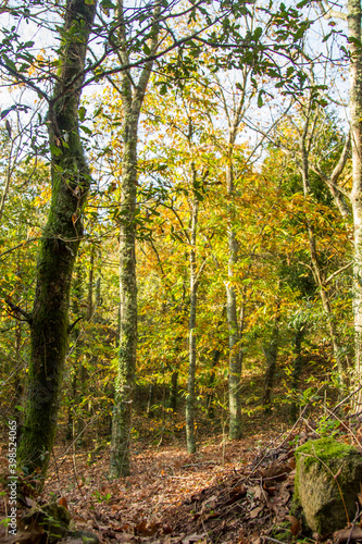 Fototapeta Naklejka Na Ścianę i Meble -  Beautiful autumn landscape with colorful foliage in the park. Falling leaves natural background