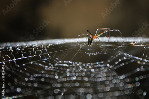 Canvas-taulu Macro shot of a spider building its web