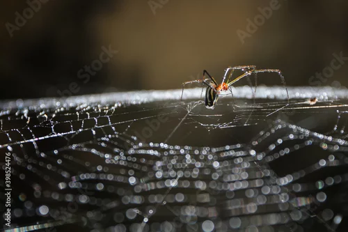Fototapeta Macro shot of a spider building its web