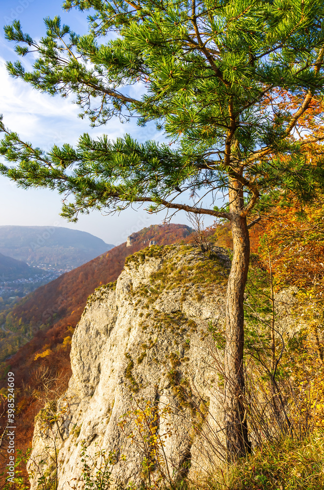 Coniferous tree in front of an autumnal mountainscape on the Swabian Jura at the Alb escarpment near Lichtenstein, Baden-Württemberg, Germany. Coniferous tree in front of an autumnal mountainscape on the Swabian Jura at the Alb escarpment near Lichtenstein, Baden-Württemberg, Germany.