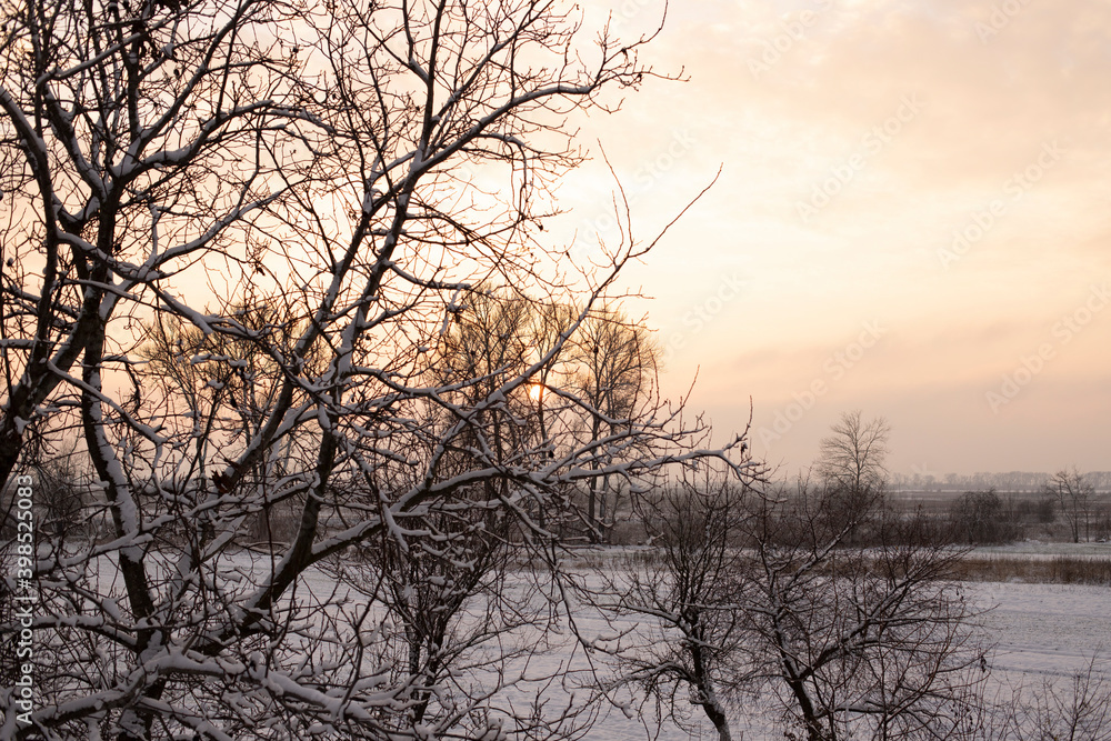 Winter landscape - frosty trees in snowy forest in the sunny evening. Tranquil winter nature in sunlight Winter landscape - frosty trees in snowy forest in the sunny evening. Tranquil winter nature in sunlight