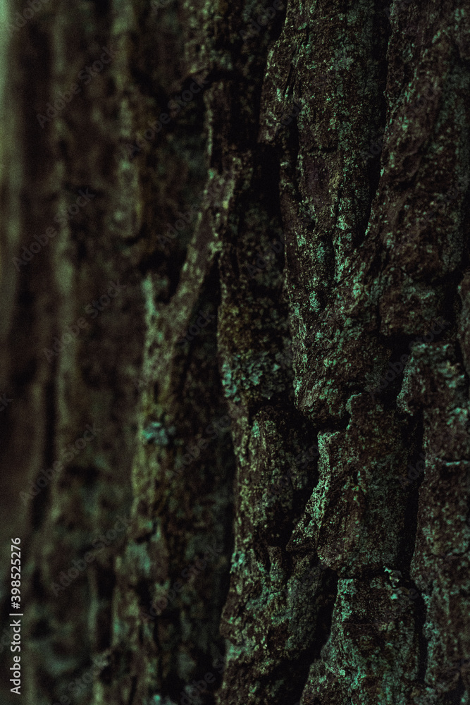 tree bark nature beauty forest outdoor photography tree bark nature beauty forest outdoor photography