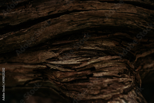 tree bark nature beauty forest outdoor photography bark rinde