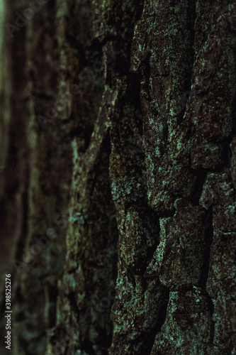 tree bark nature beauty forest outdoor photography