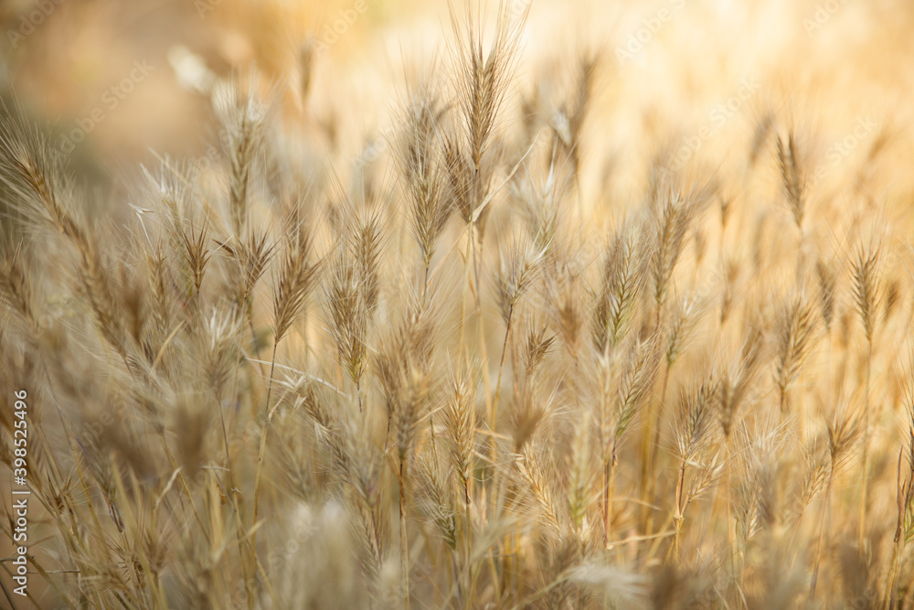 Fototapeta premium Spikelet, inflorescences in the field lit by the sun. Back light, selective soft focus, blurred background.