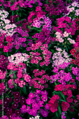 Pinky violet red flowers in macro photo © Fra&Co.Mx