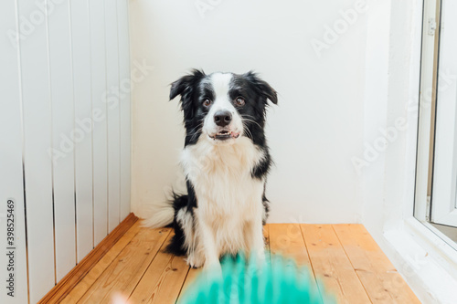 Funny portrait of cute smiling puppy dog border collie holding toy ball in mouth. New lovely member of family little dog at home playing with owner. Pet activity and games at home concept.