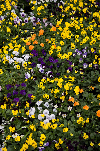 yellow flowers background