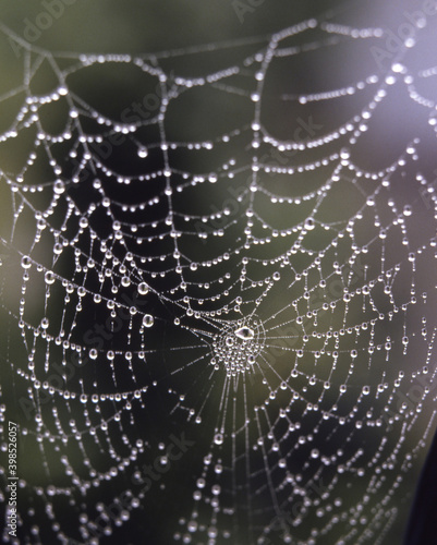 Spinnwebennetz mit Tautropfen © lotharnahler