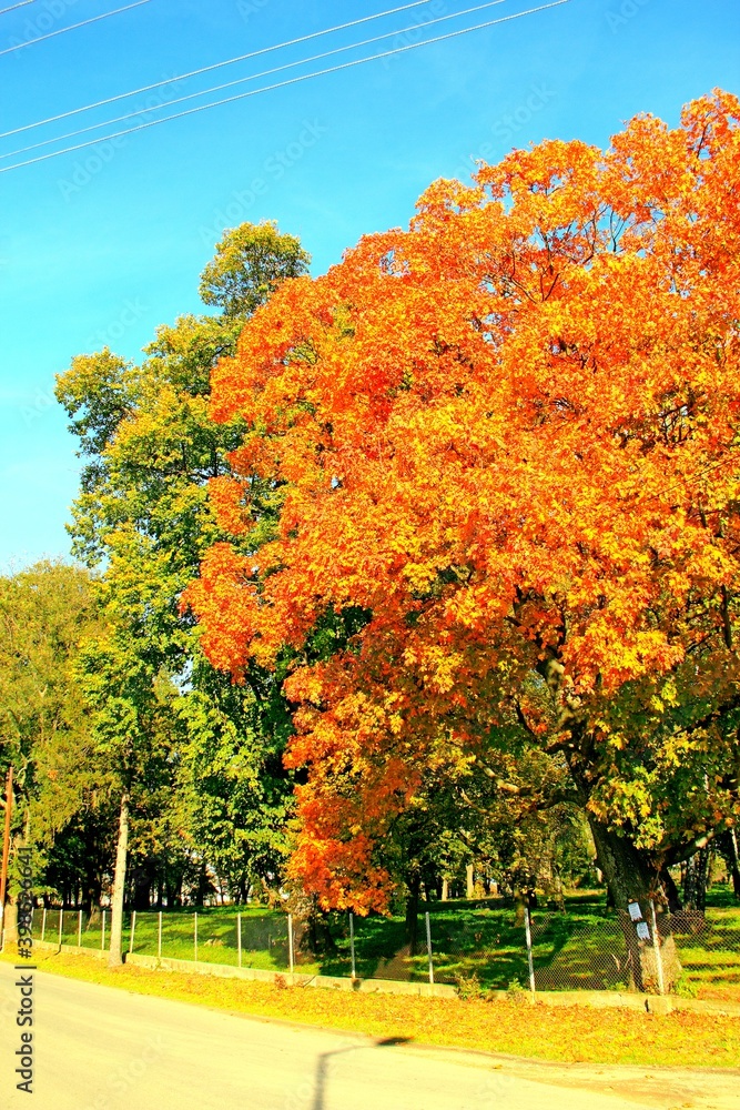 Naklejka premium Stubno